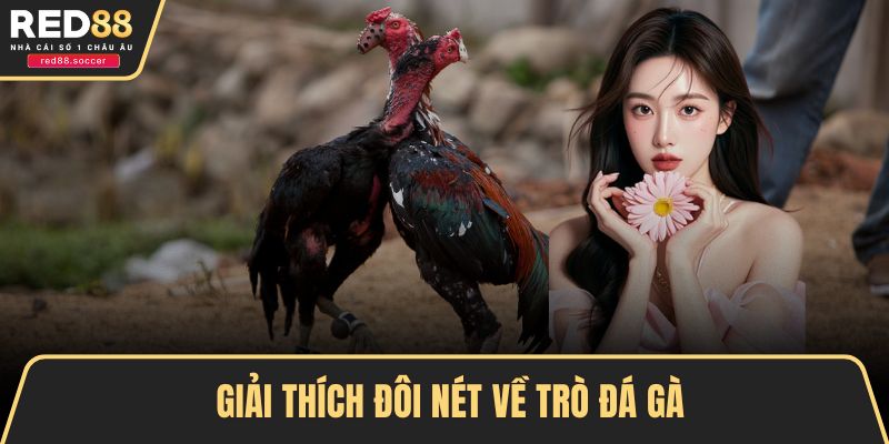 Giải thích đôi nét về trò đá gà